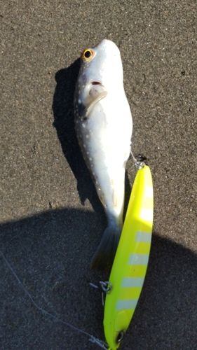 クサフグの釣果