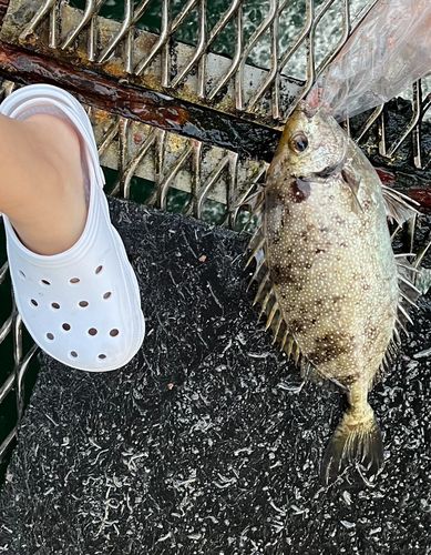 アイゴの釣果