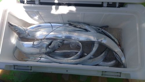タチウオの釣果