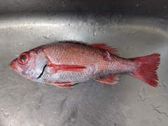 アカムツの釣果
