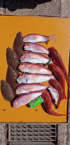 アマダイの釣果