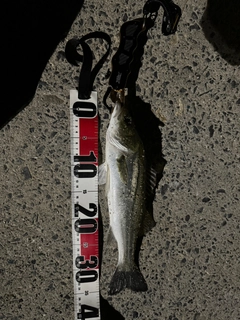 シーバスの釣果