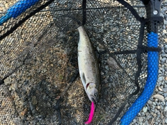 サクラマスの釣果