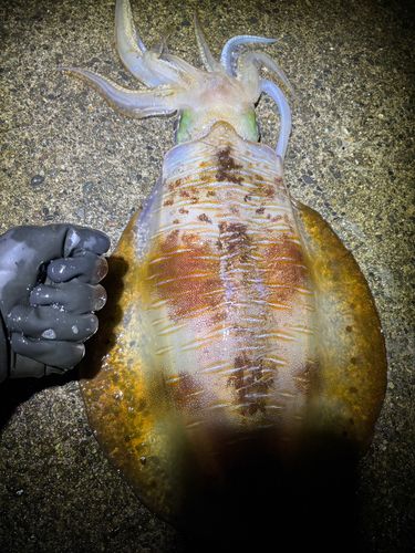 アオリイカの釣果