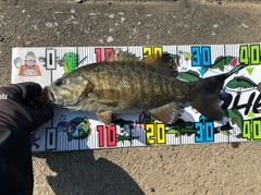 スモールマウスバスの釣果