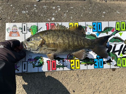スモールマウスバスの釣果