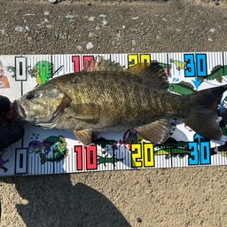 スモールマウスバス