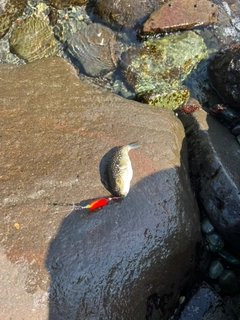 クサフグの釣果