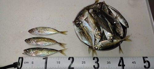 アジの釣果