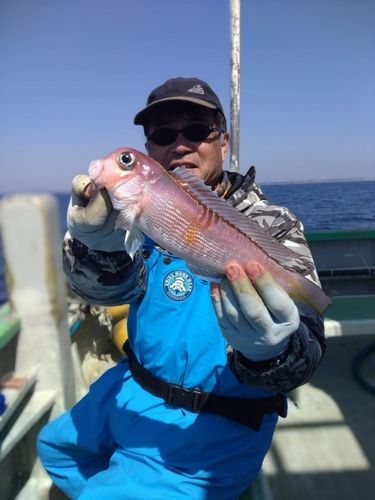 アマダイの釣果