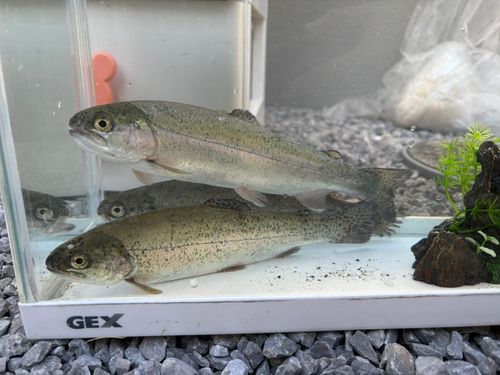 ニジマスの釣果