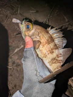 シロメバルの釣果