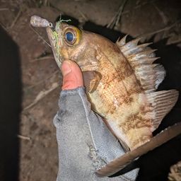 シロメバル