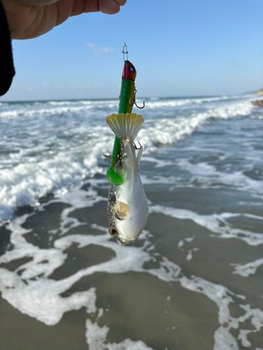 クサフグの釣果