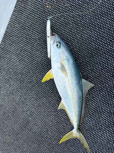 ヒラマサの釣果