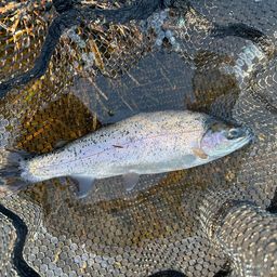 レインボートラウト