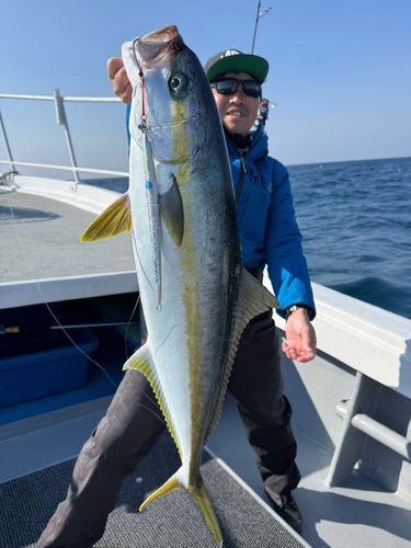 ヒラマサの釣果