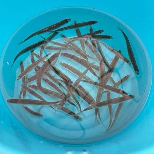 ワカサギの釣果