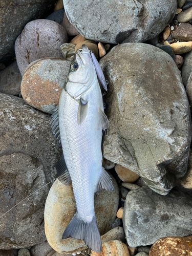 ヒラスズキの釣果