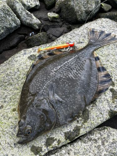 ヌマガレイの釣果