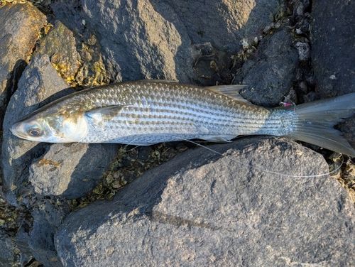 ボラの釣果