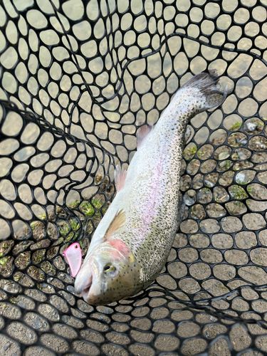 ニジマスの釣果