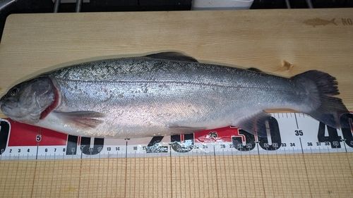ロックトラウトの釣果