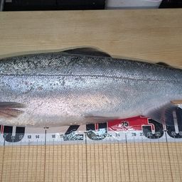 ロックトラウト