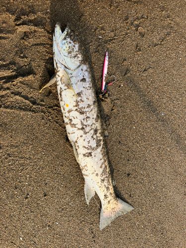 アメマスの釣果