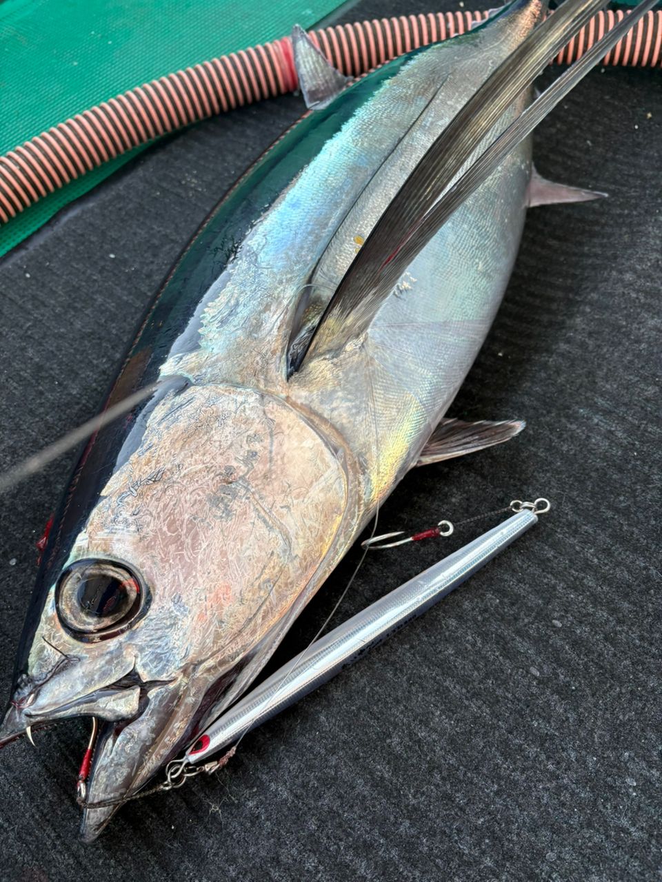 タイガーフィッシング奏丸さんの釣果 3枚目の画像