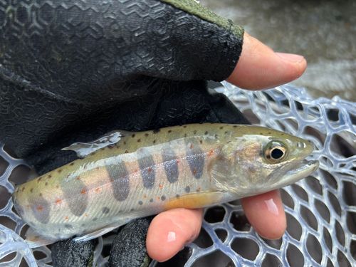 アマゴの釣果