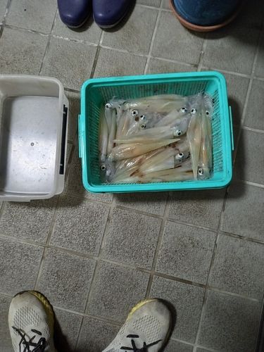 ヤリイカの釣果