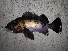 メバルの釣果