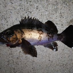 メバル