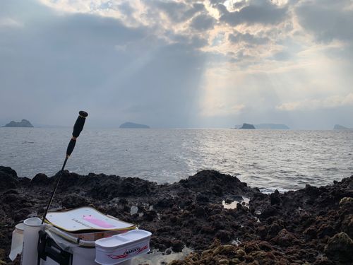 グレの釣果