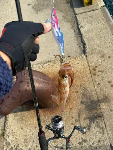 ササイカの釣果