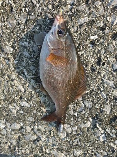 ウミタナゴの釣果