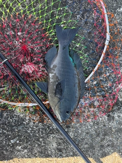 メジナの釣果