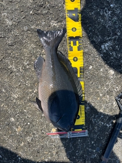 メジナの釣果