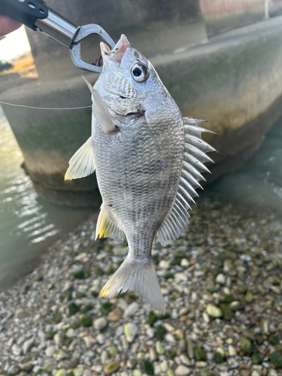 DAIWA 19レグザ LT3000-XHの最安値・インプレ・釣果 | 本音の
