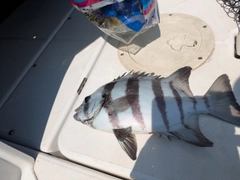 イシダイの釣果