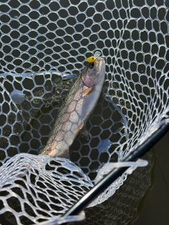 ニジマスの釣果