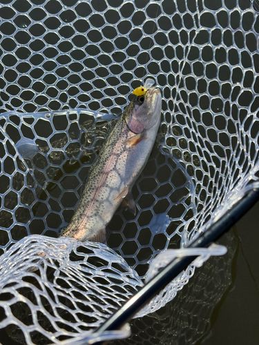 ニジマスの釣果