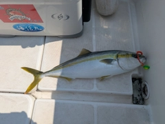 メジロの釣果