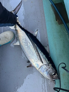 ビンチョウマグロの釣果