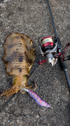 アオリイカの釣果