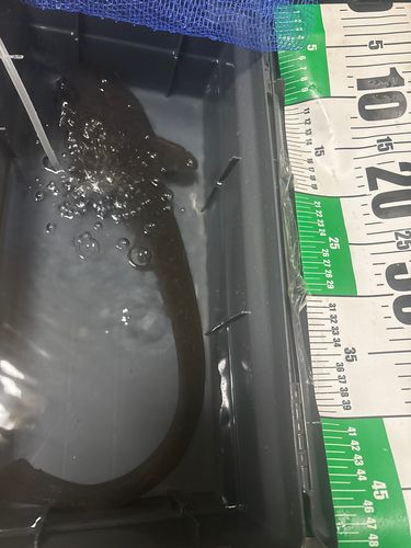 ニホンナマズの釣果