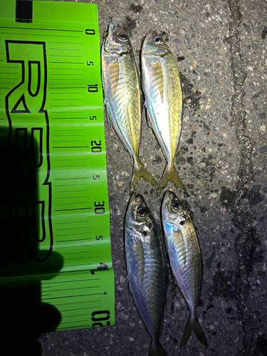 アジの釣果