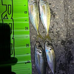 アジ