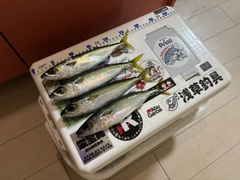 サバの釣果